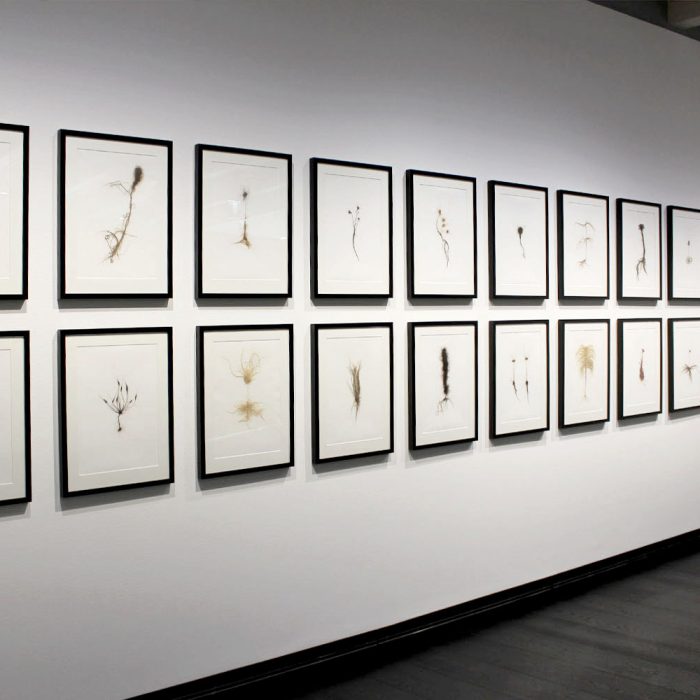 HAIRY HERBARIUM 2014 – 2016